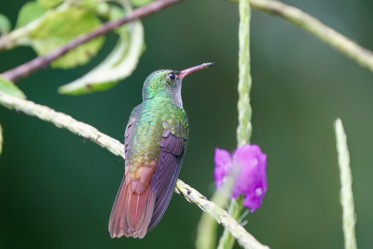 Rufous-tailed Hummingbird - ML641981694