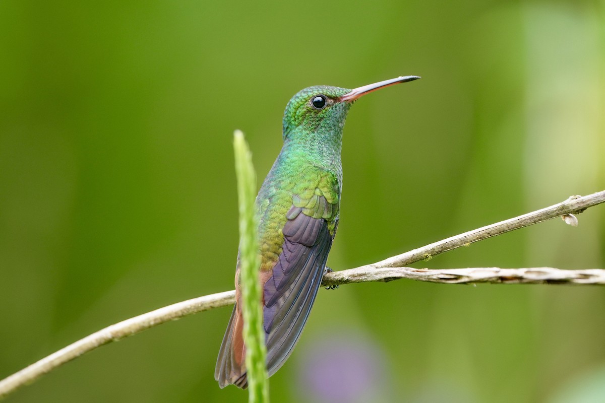 Rufous-tailed Hummingbird - ML641981695