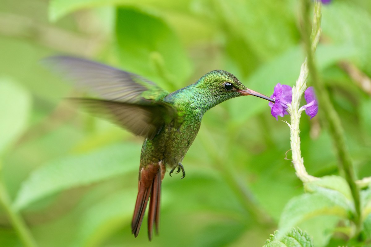 Rufous-tailed Hummingbird - ML641981696