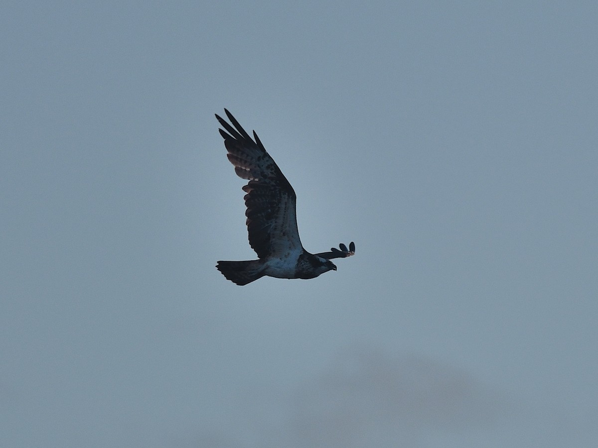 Osprey - ML641981700
