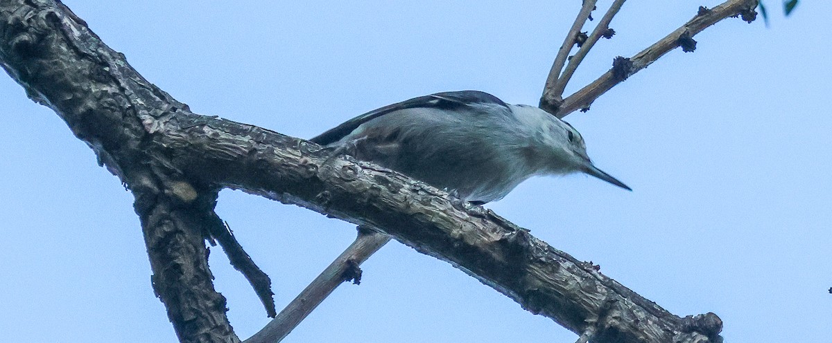 Weißbrustkleiber - ML641981701