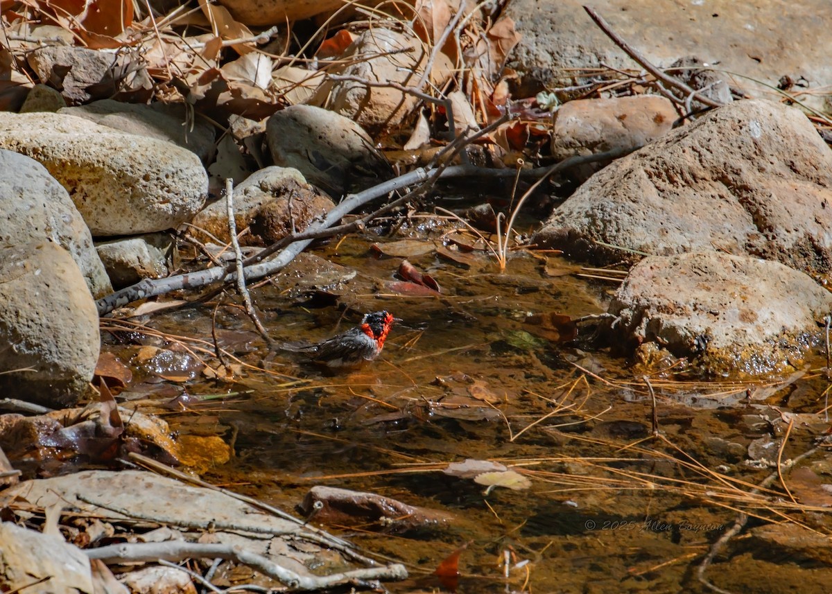Red-faced Warbler - ML641981705