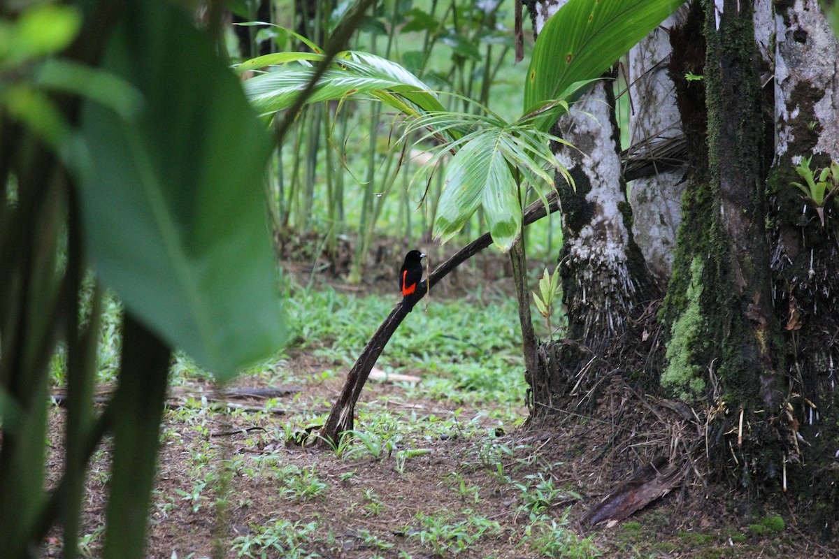 Scarlet-rumped Tanager (Cherrie's) - ML641981718