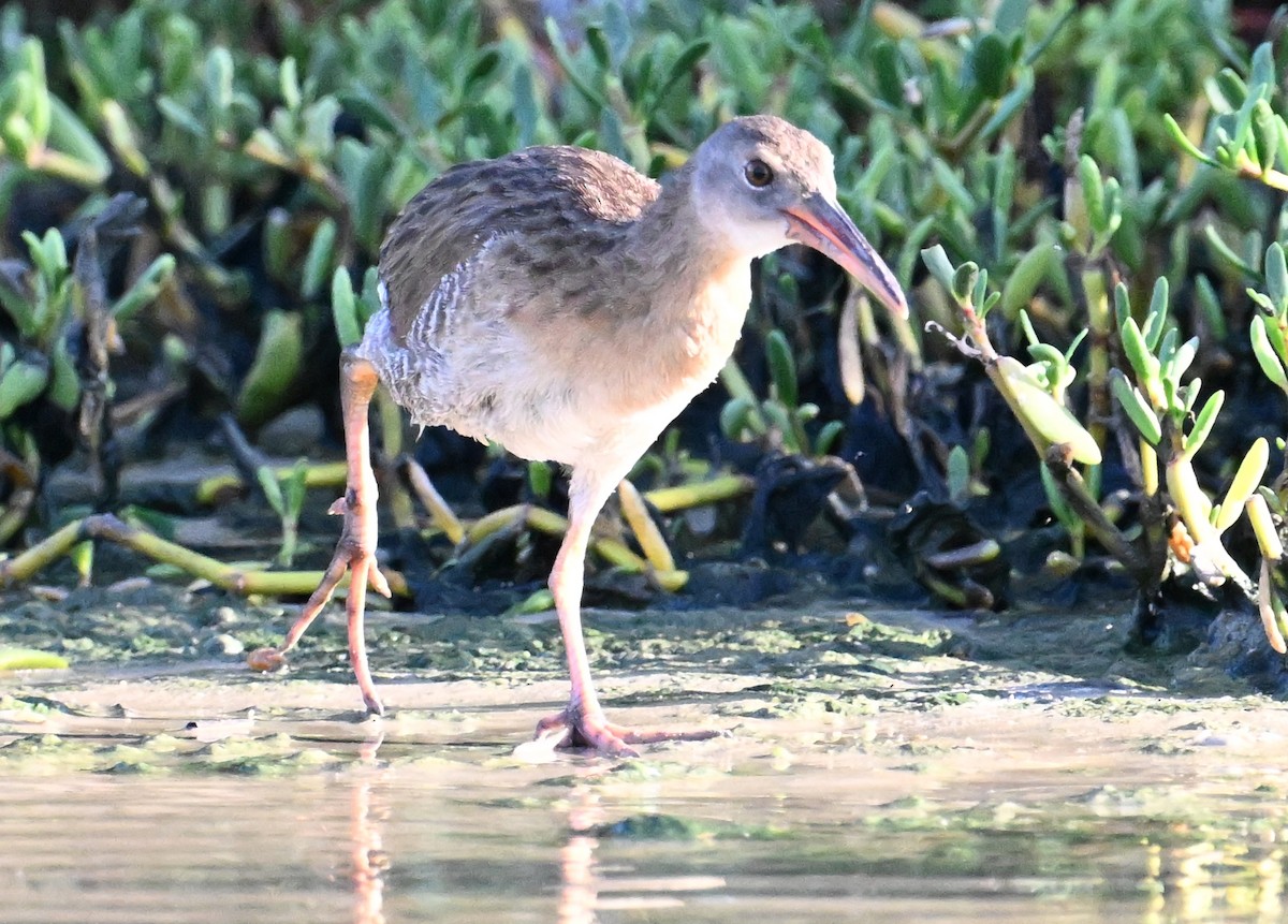 Mangrove Rail - ML641981720