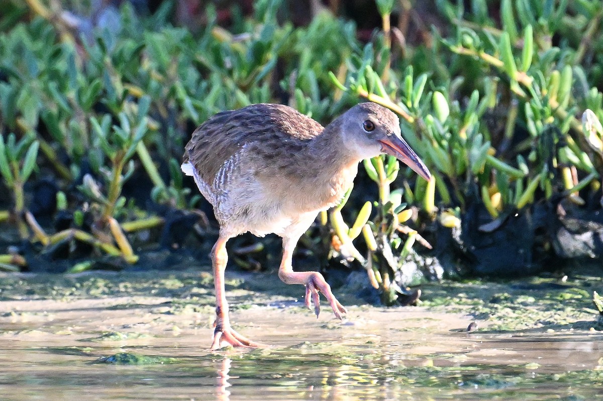 Mangrove Rail - ML641981721