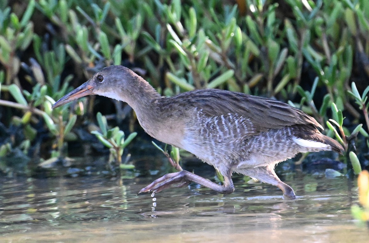 Mangrove Rail - ML641981722