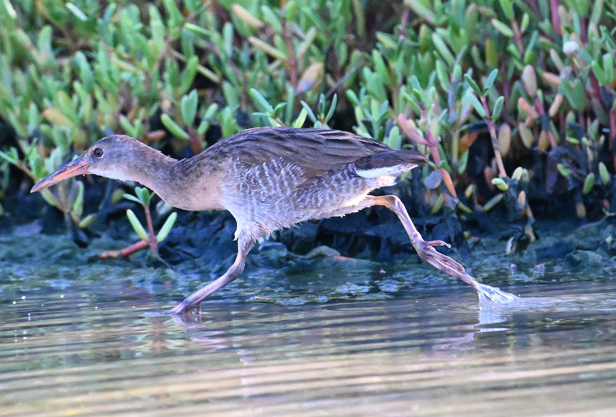 Mangrove Rail - ML641981723