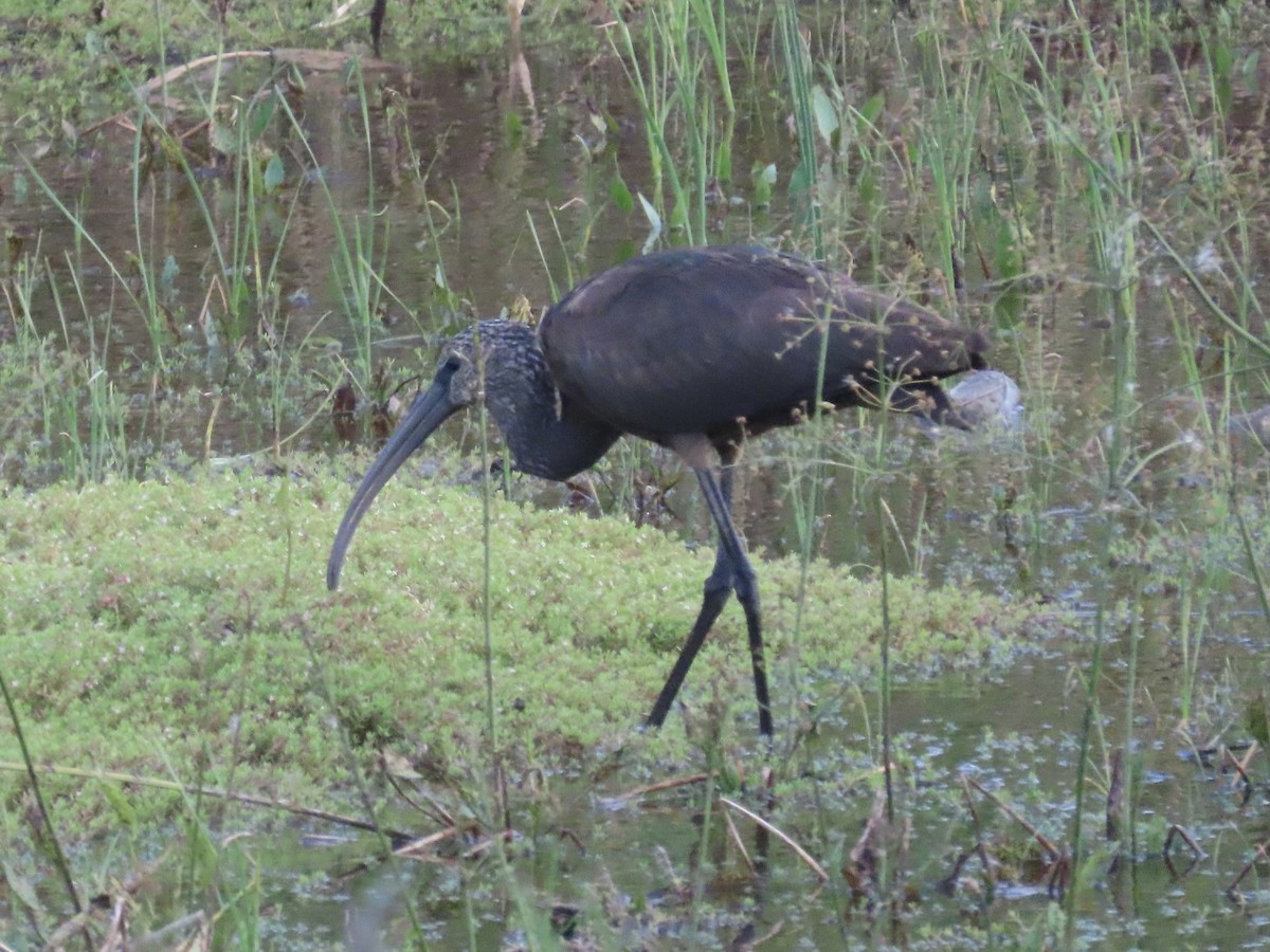 彩䴉 - ML641981724