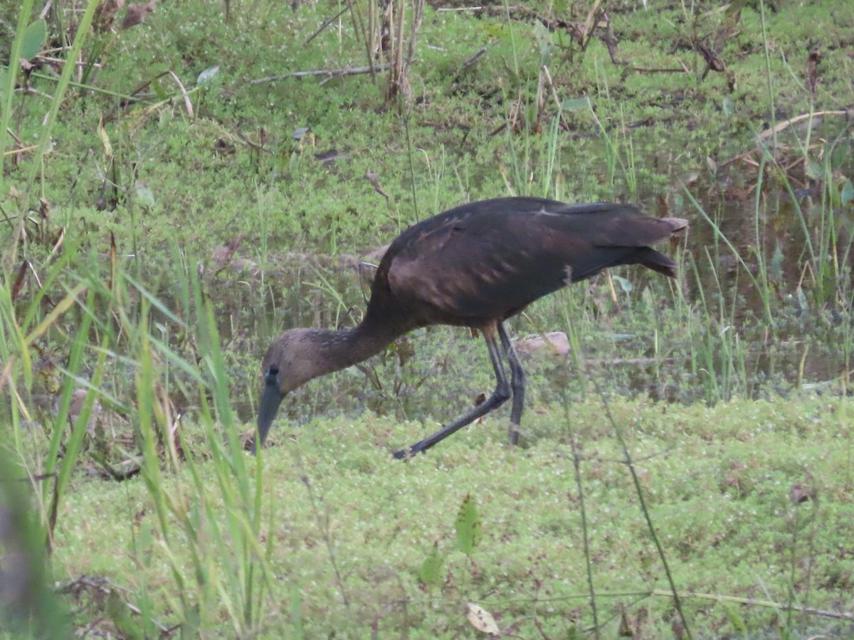 彩䴉 - ML641981725