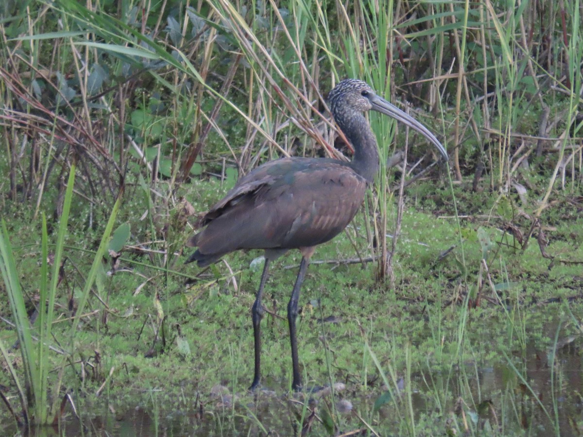 彩䴉 - ML641981727