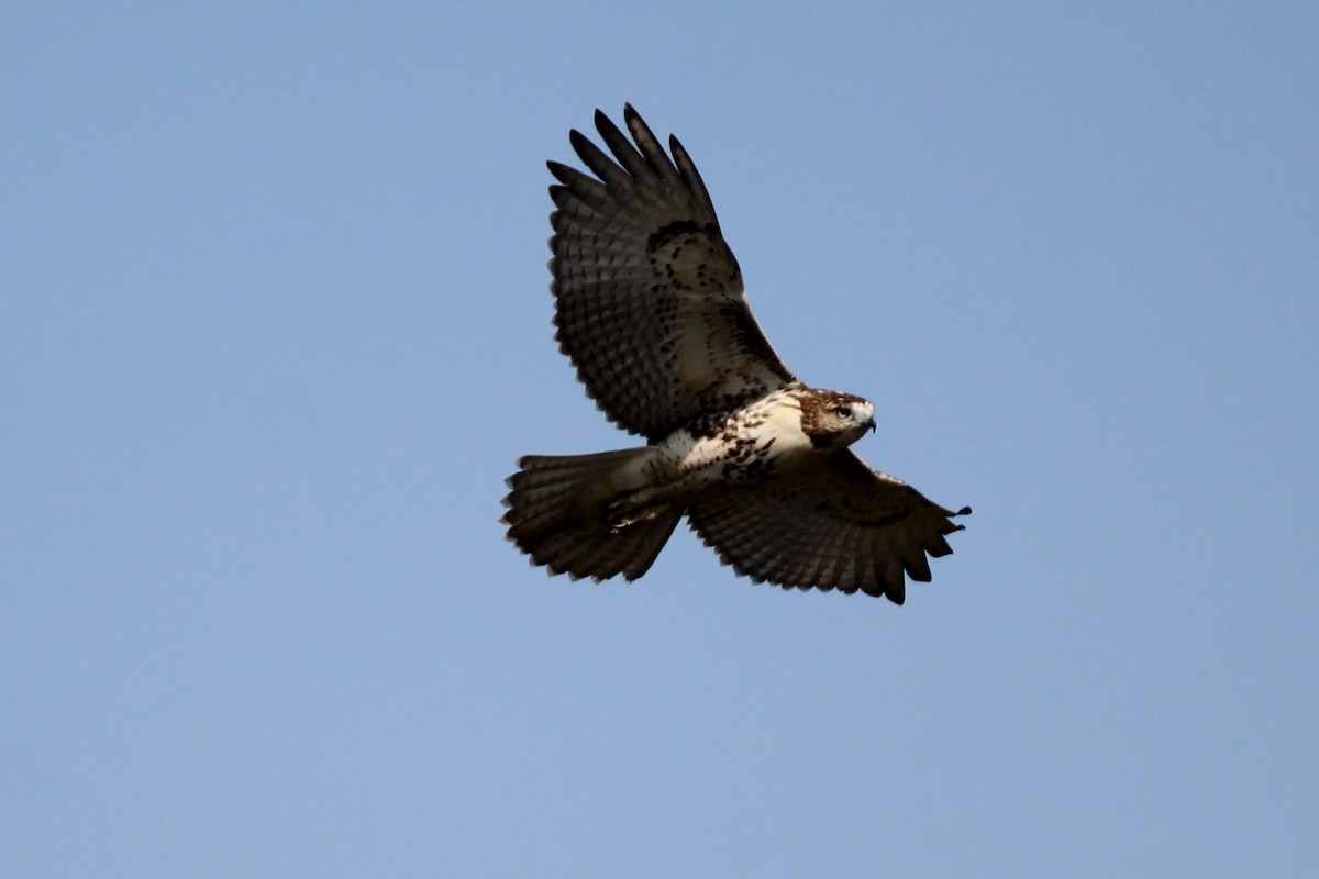 Red-tailed Hawk - ML641981731