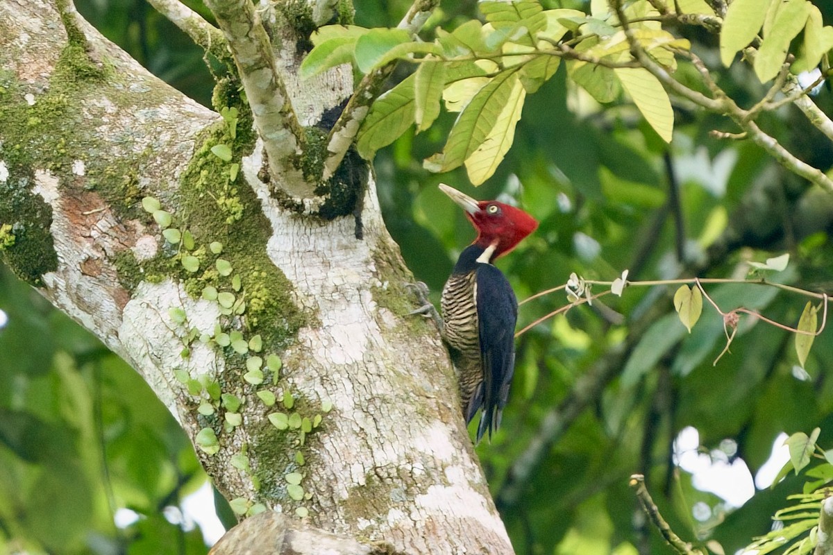 Pale-billed Woodpecker - ML641981744
