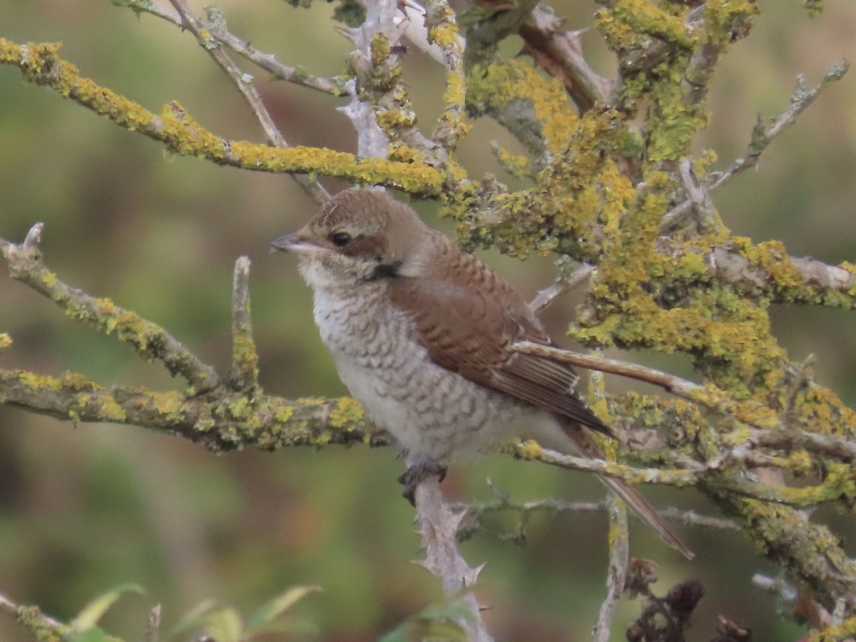 紅背伯勞 - ML641981748