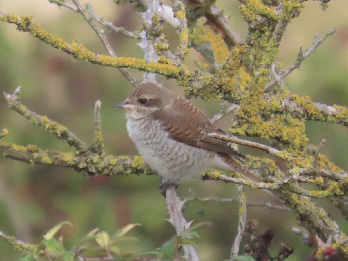紅背伯勞 - ML641981749