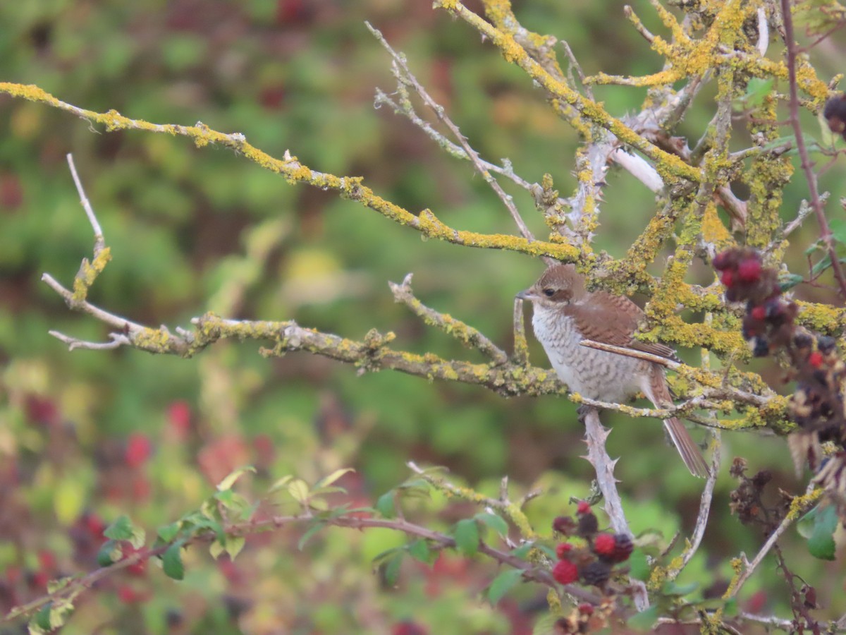 紅背伯勞 - ML641981751