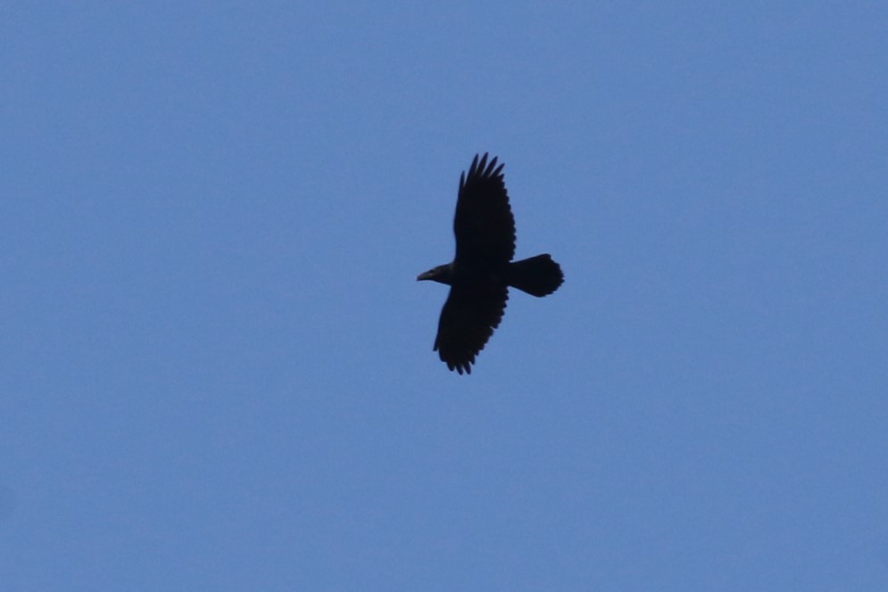Common Raven - ML641981752
