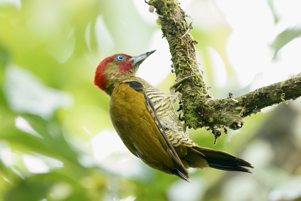 Rufous-winged Woodpecker - ML641981753