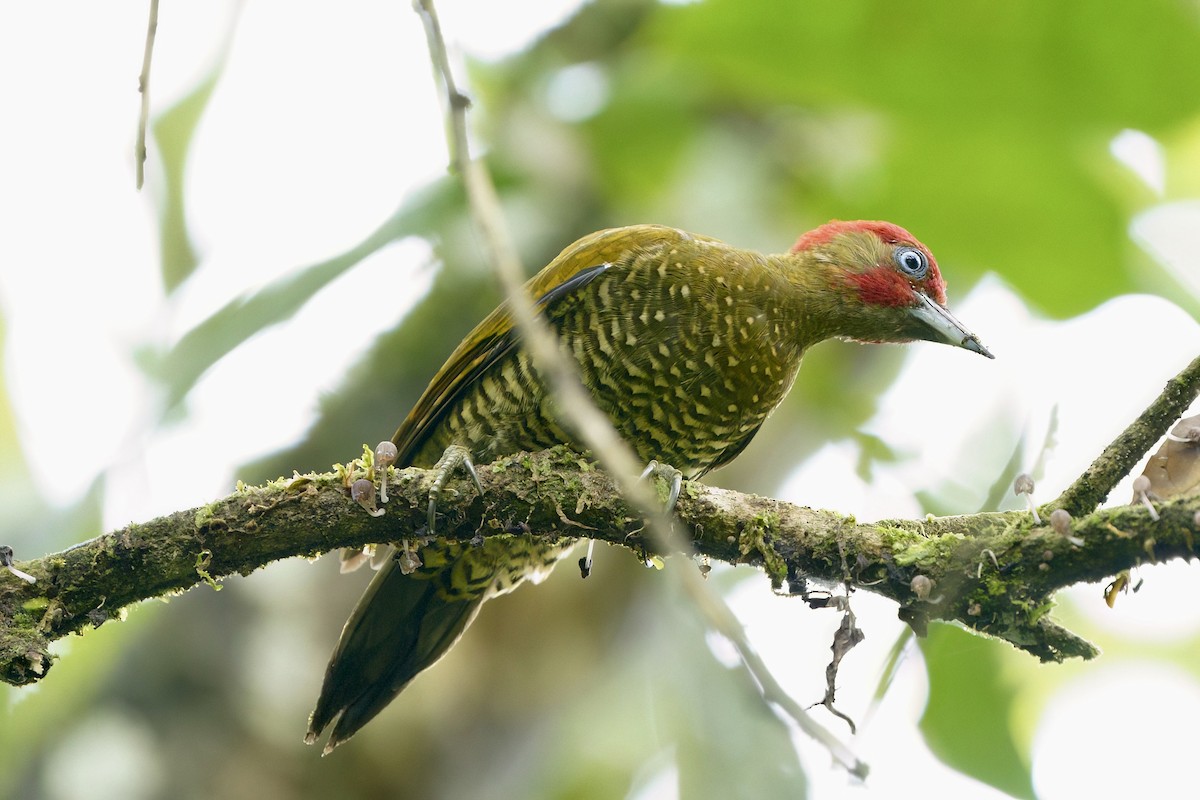 Rufous-winged Woodpecker - ML641981754