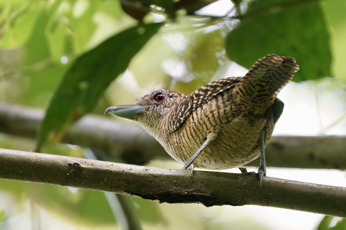 Fasciated Antshrike - ML641981756