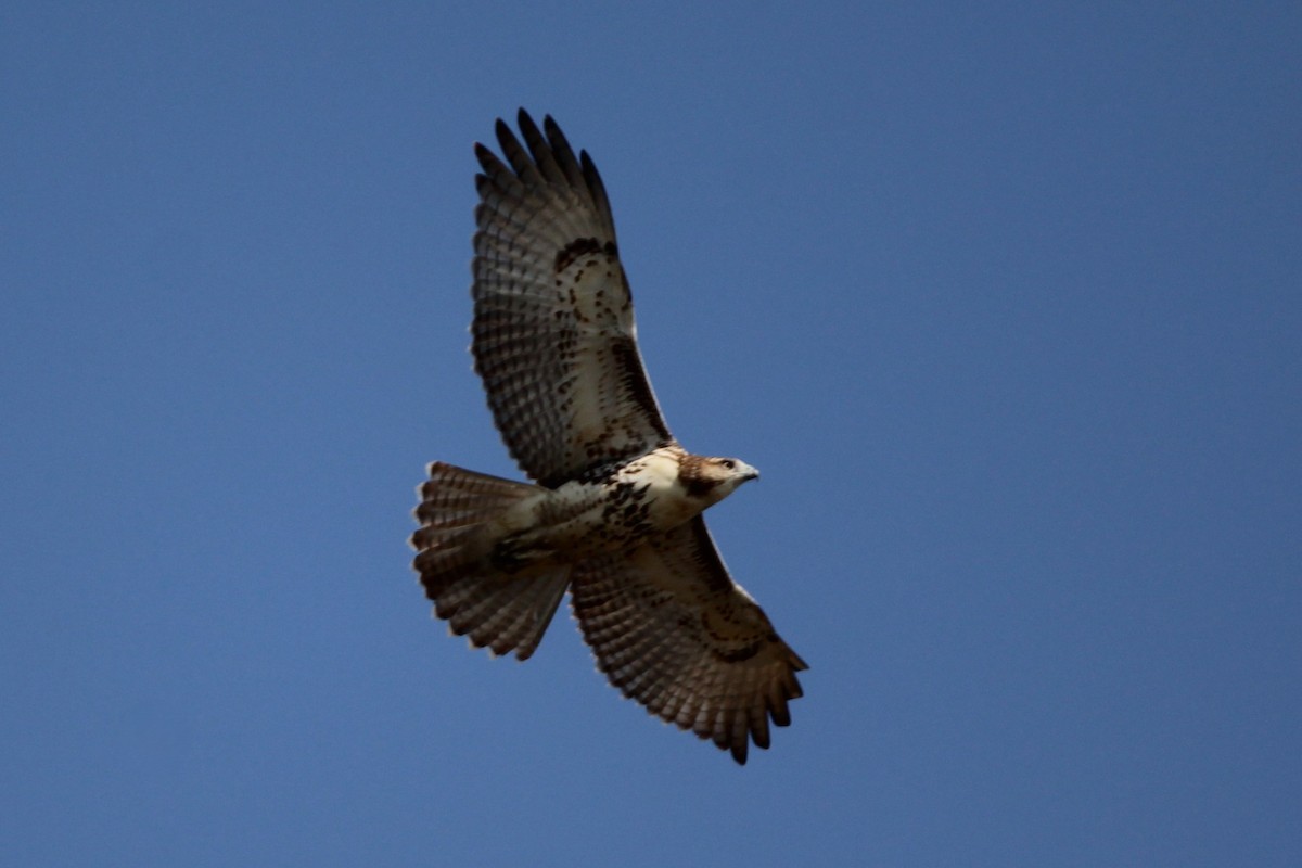 Red-tailed Hawk - ML641981758