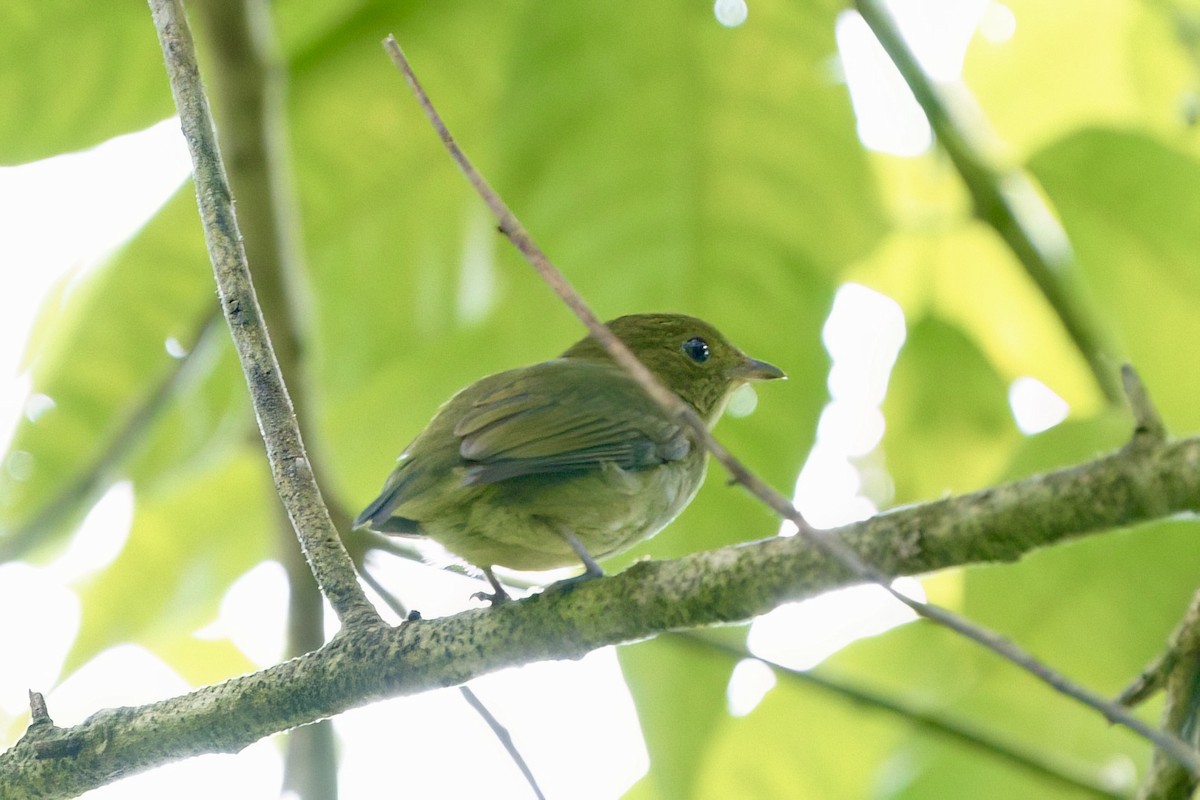 Red-capped Manakin - ML641981764
