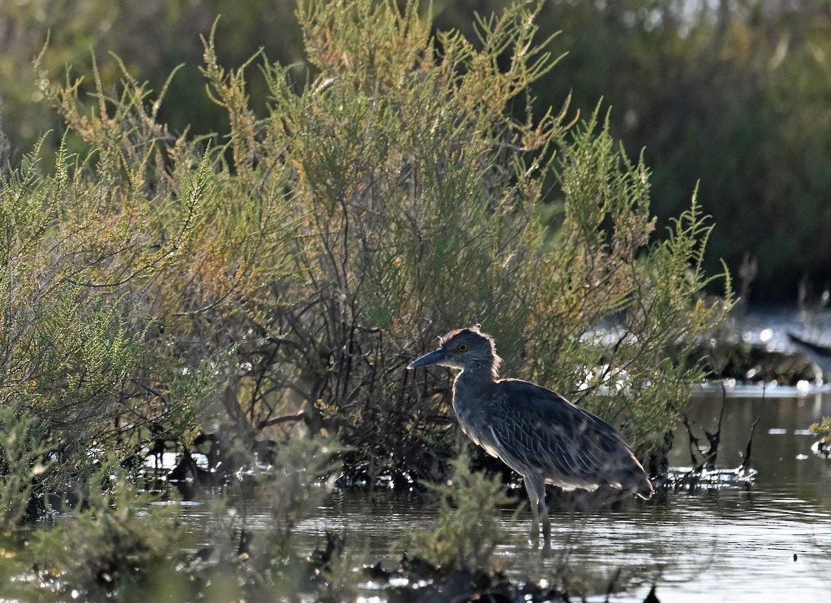 Yellow-crowned Night Heron - ML641981766