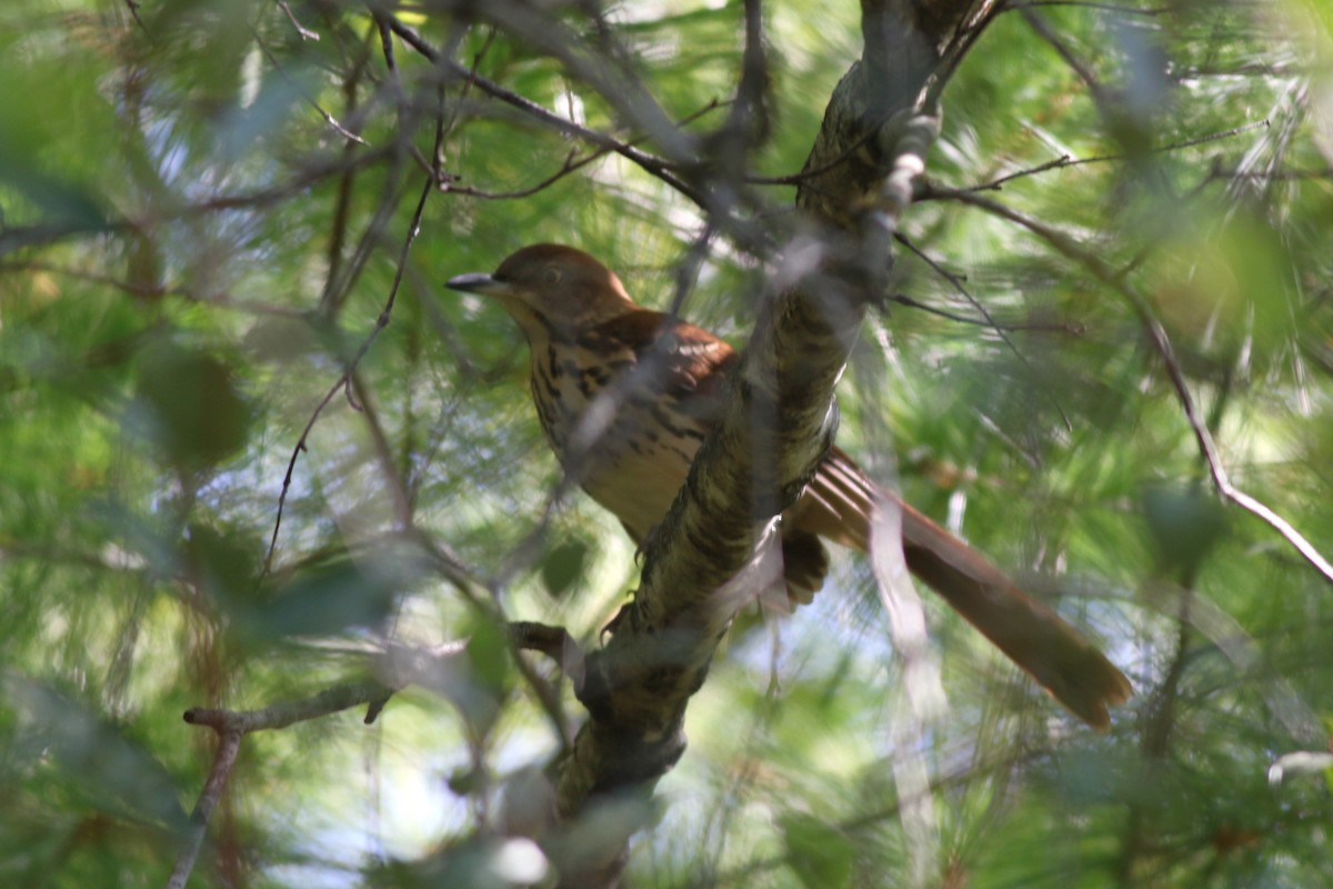 brunspottefugl - ML641981769