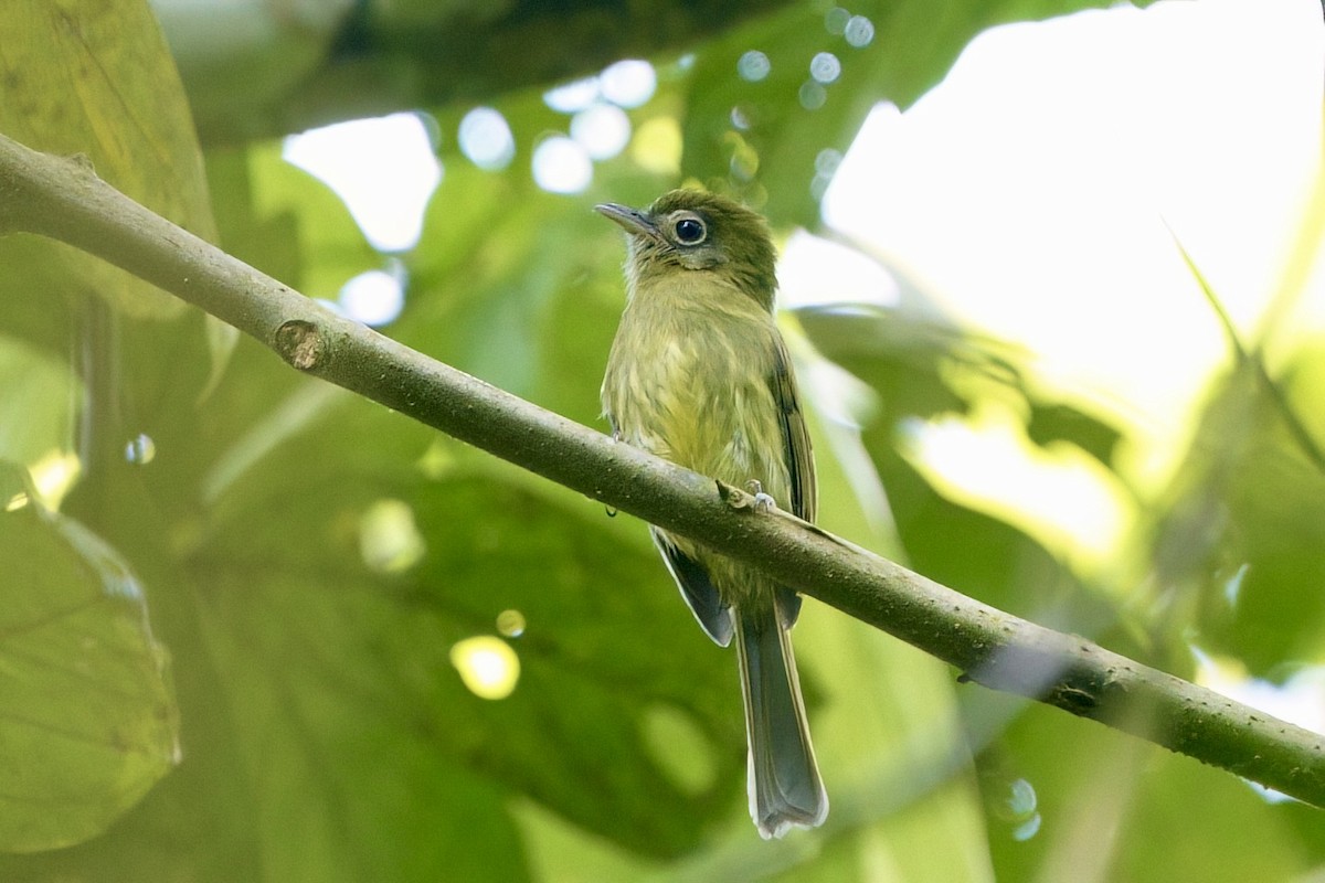 Eye-ringed Flatbill - ML641981771