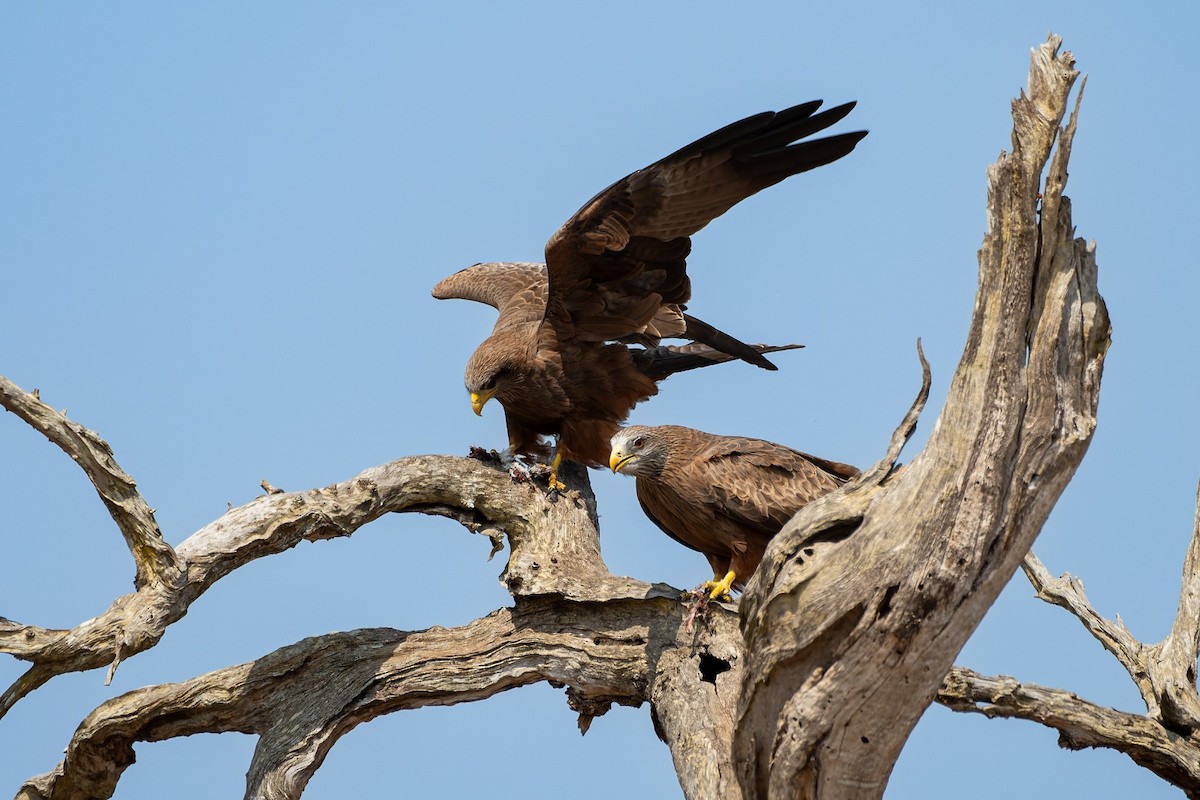 Black Kite (Yellow-billed) - ML641981774