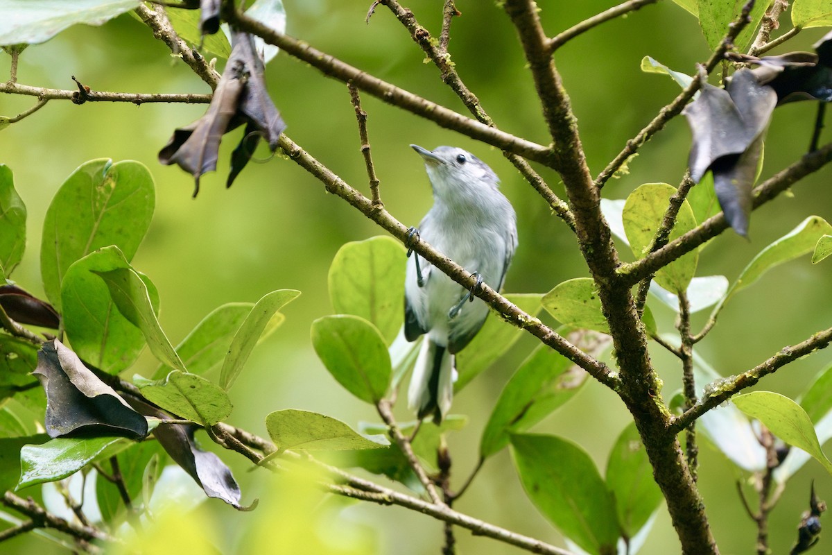 White-browed Gnatcatcher - ML641981776