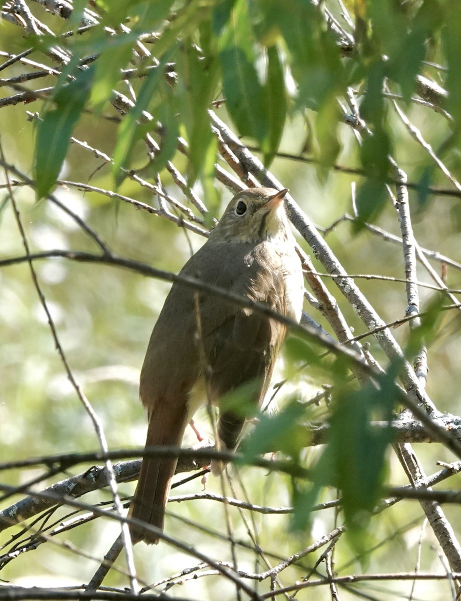 Hermit Thrush - ML641981778
