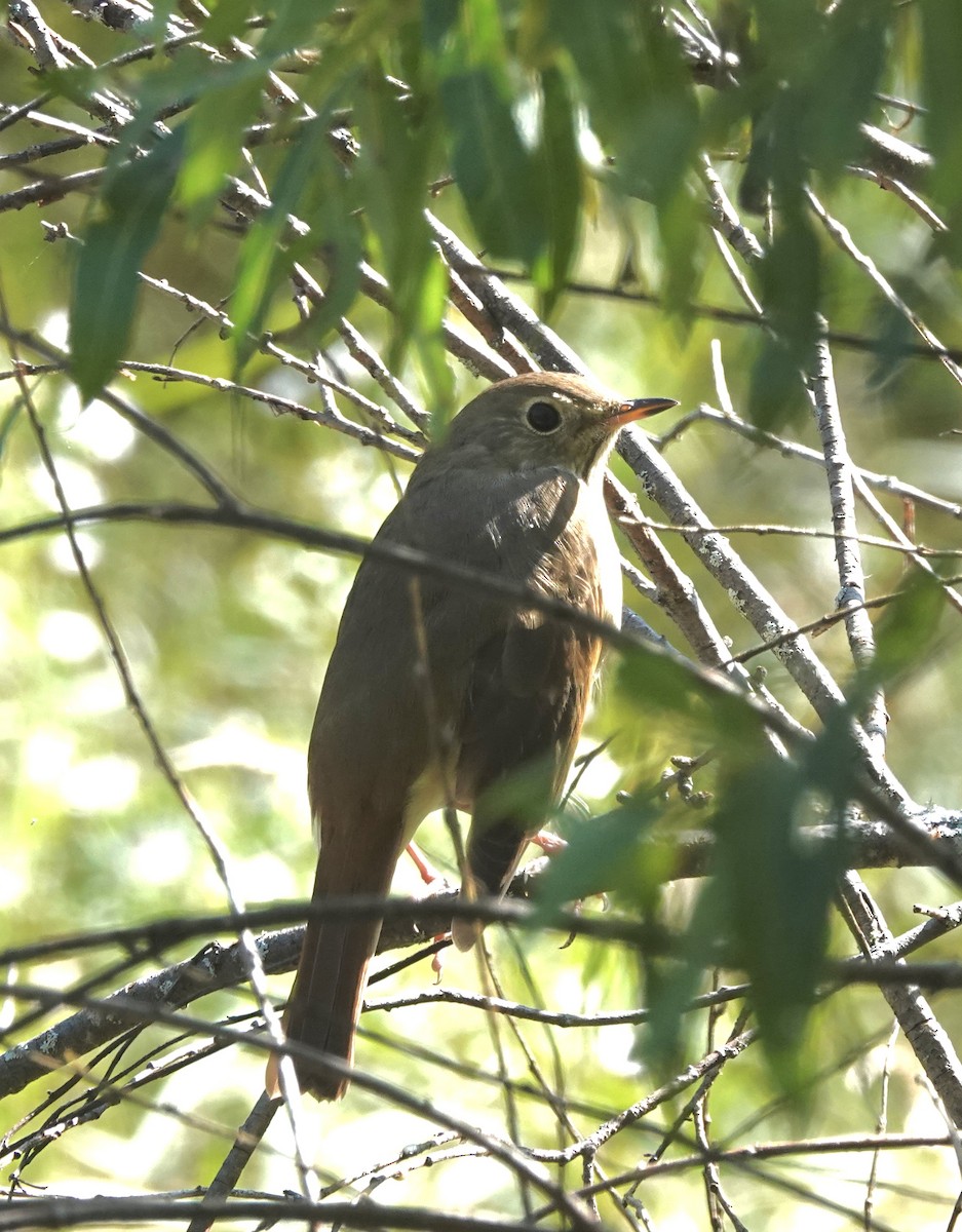 Hermit Thrush - ML641981779
