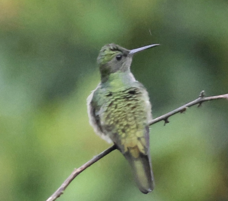 Cuvier Kolibrisi - ML641981784