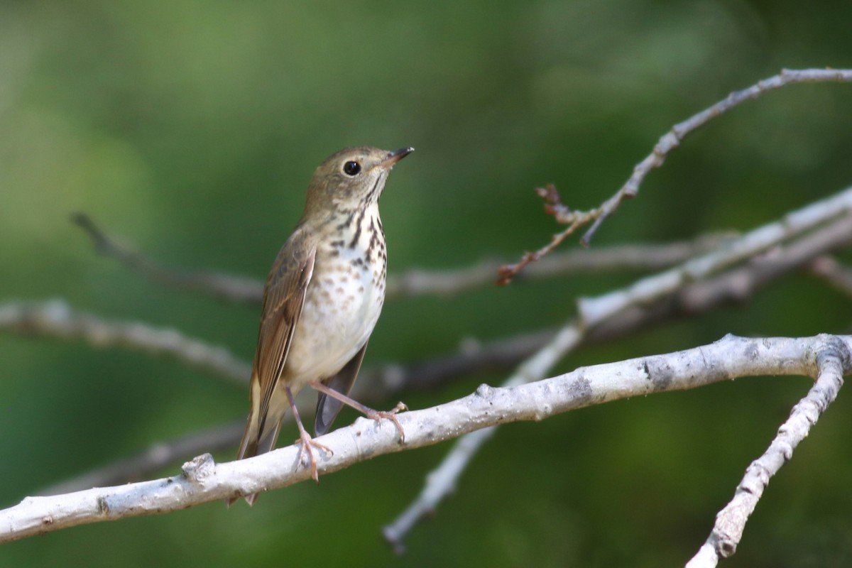 Hermit Thrush - ML641981785