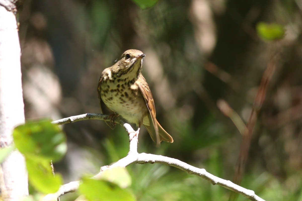 Hermit Thrush - ML641981786