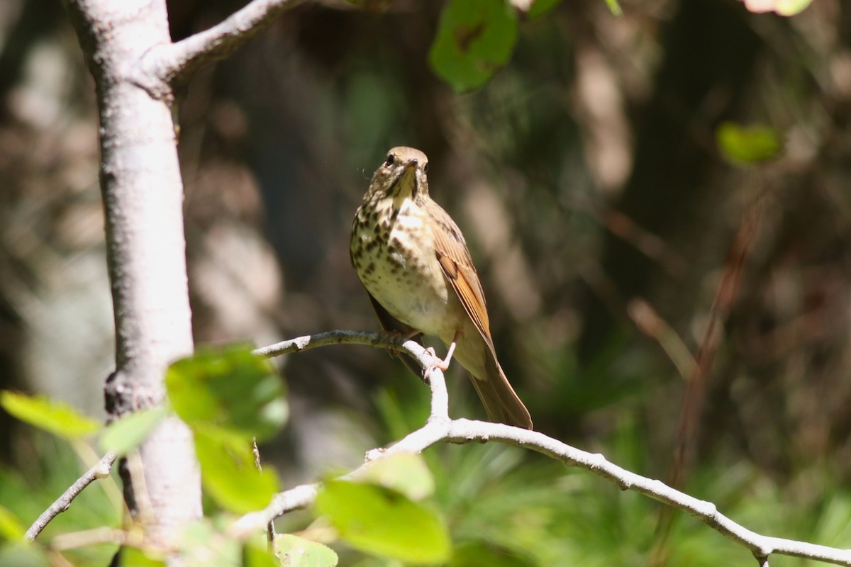 Hermit Thrush - ML641981787