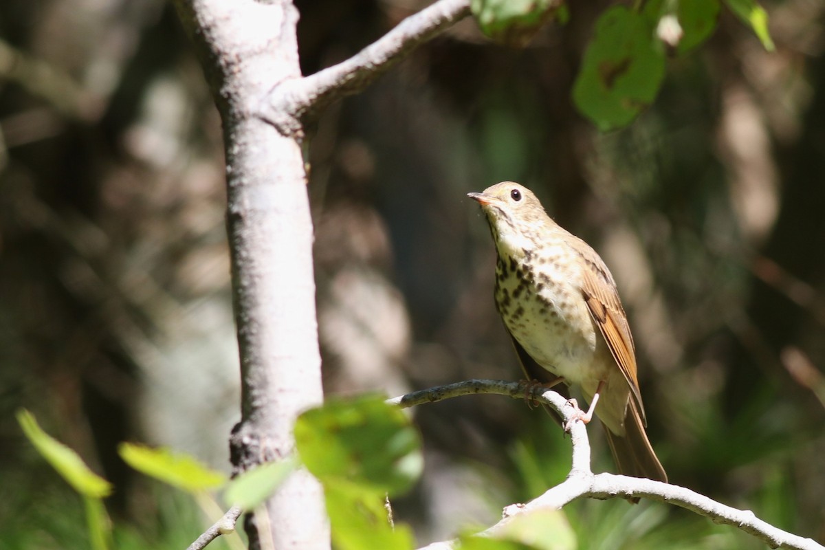 Hermit Thrush - ML641981788