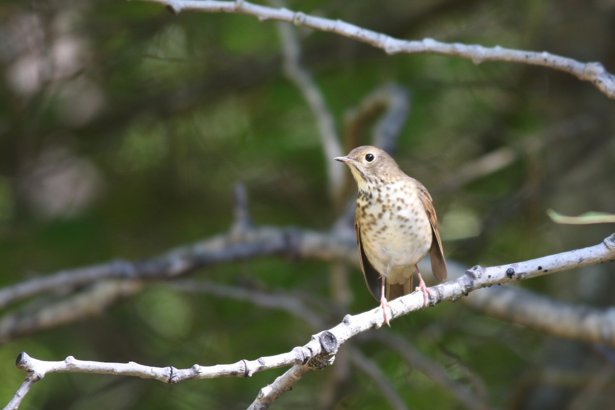 Hermit Thrush - ML641981789