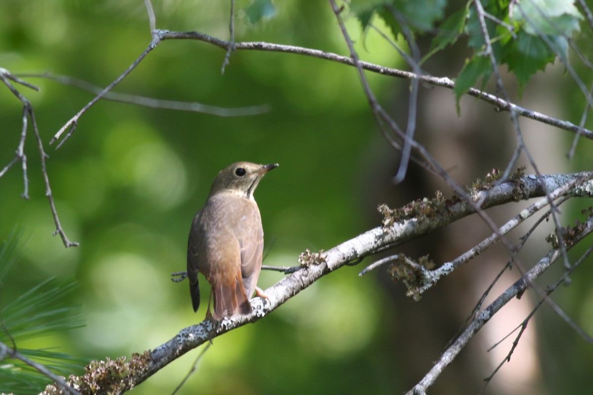 Hermit Thrush - ML641981790