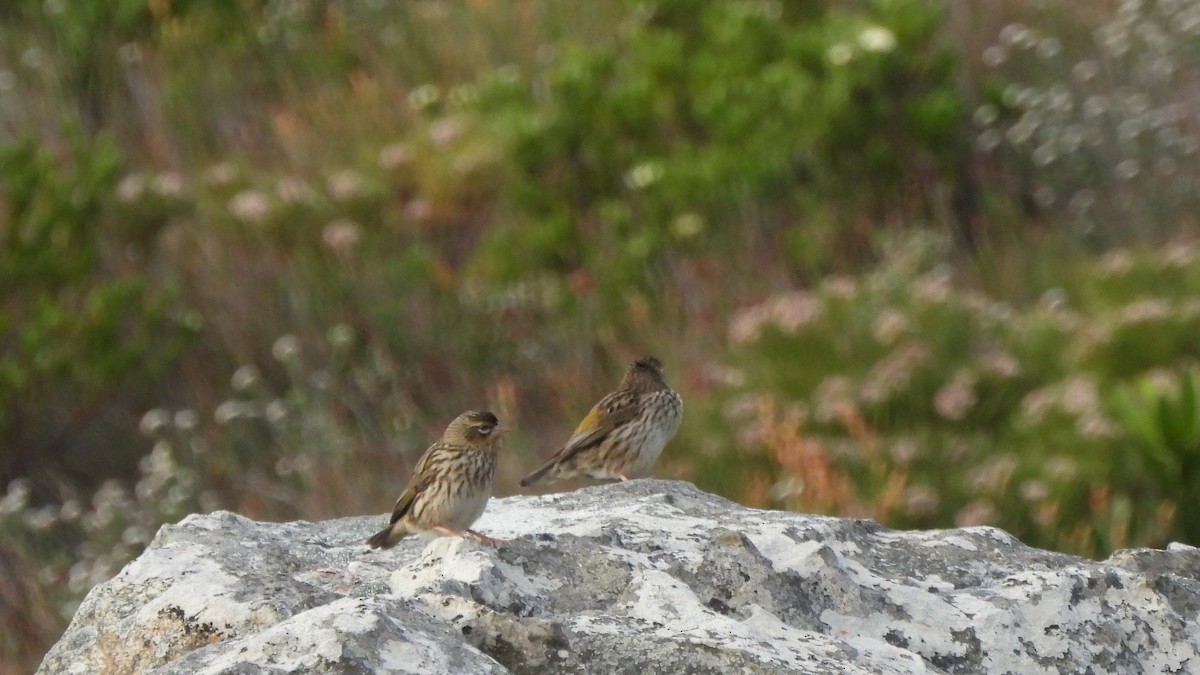 Yellow Bishop - ML641981794
