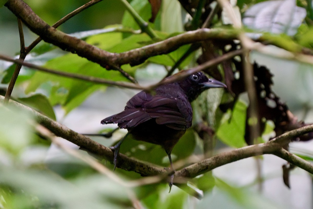 Dusky-faced Tanager - ML641981797