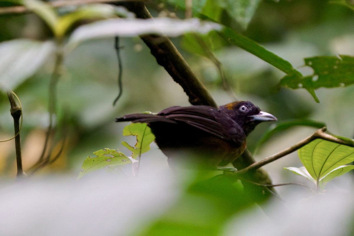 Dusky-faced Tanager - ML641981798
