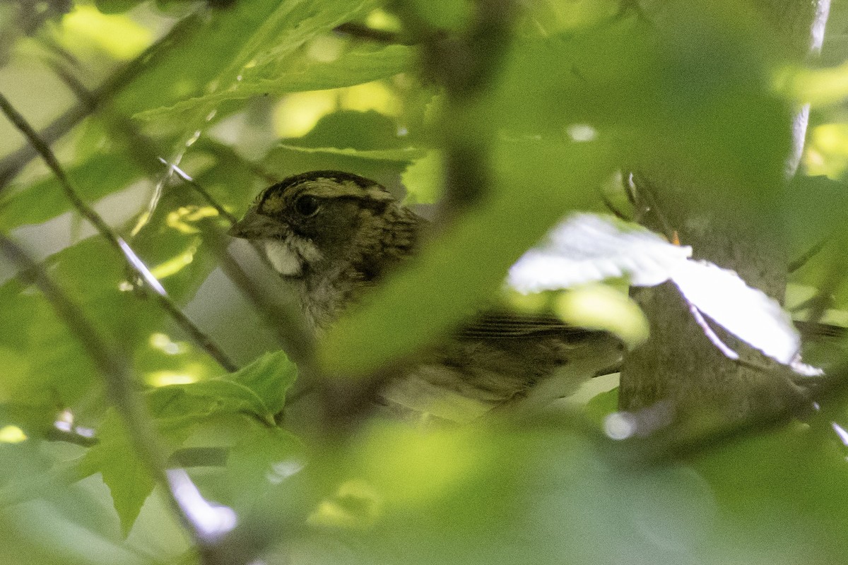 White-throated Sparrow - ML641981808