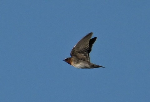 Cliff Swallow - ML641981822