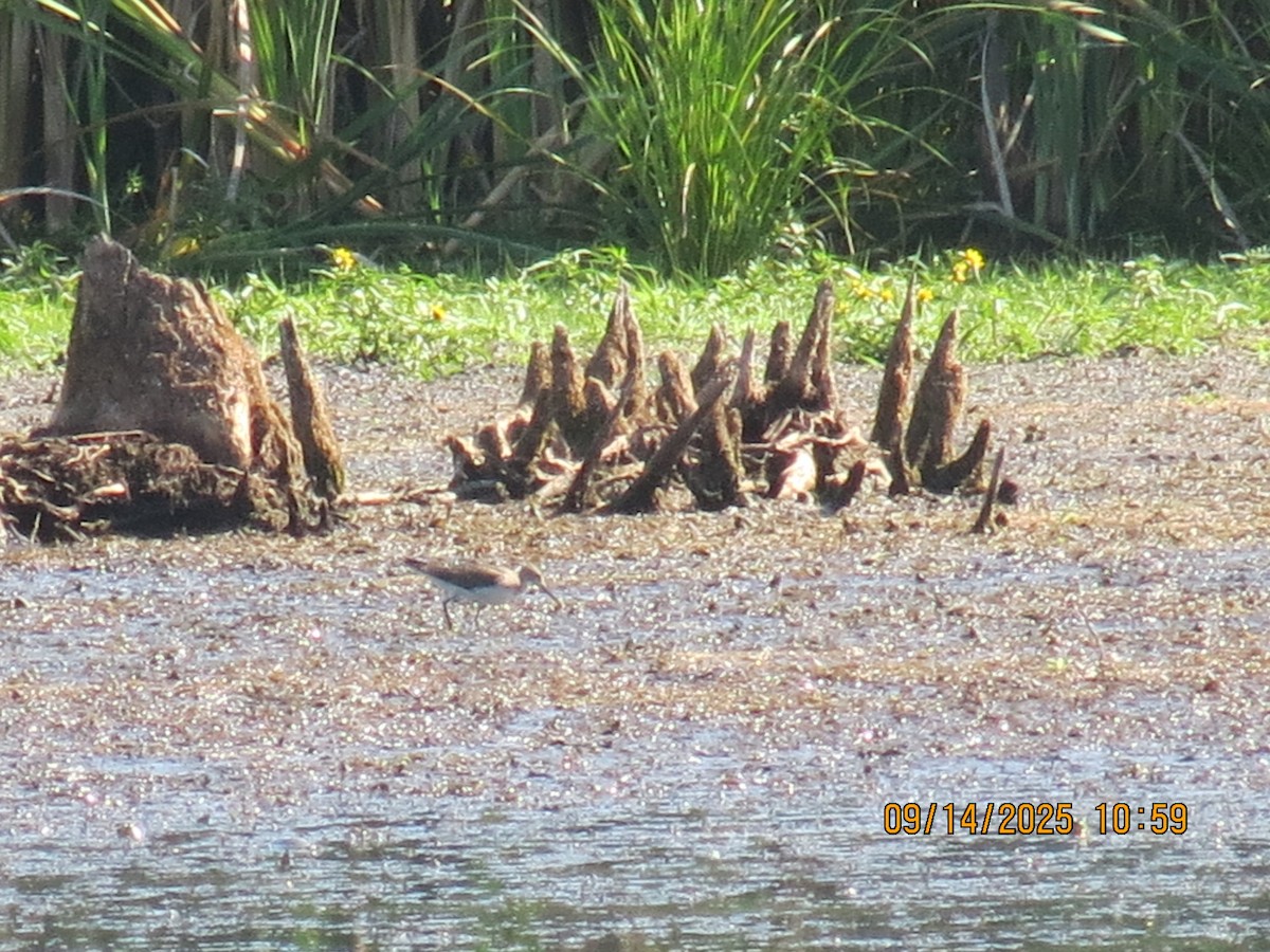 Solitary Sandpiper - ML641981825