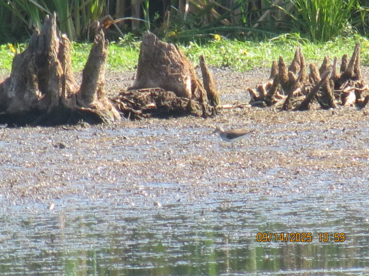 Solitary Sandpiper - ML641981826