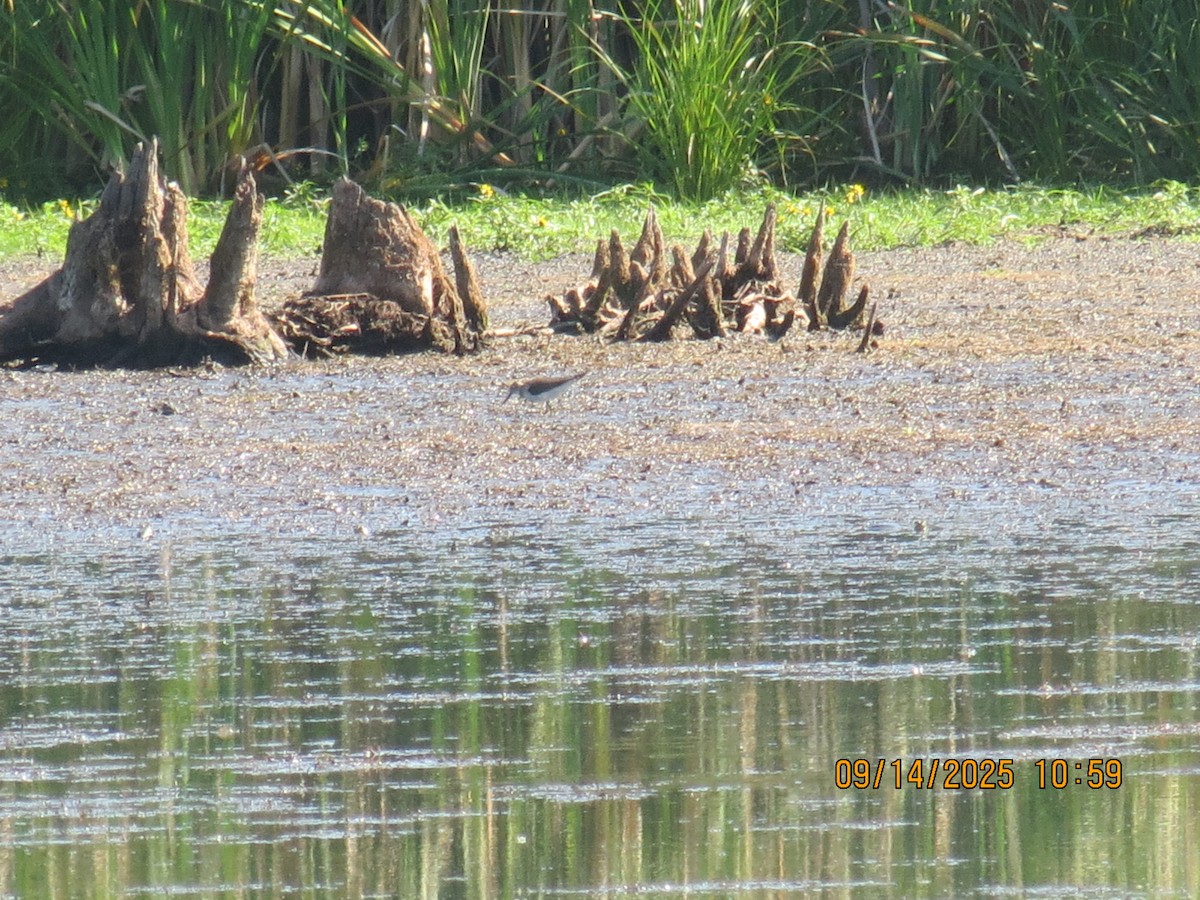 Solitary Sandpiper - ML641981827