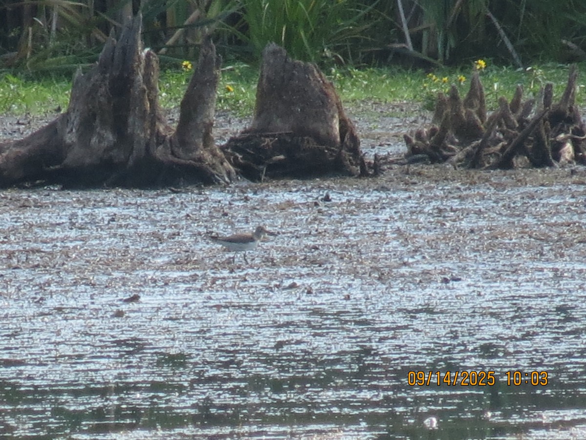 Solitary Sandpiper - ML641981828