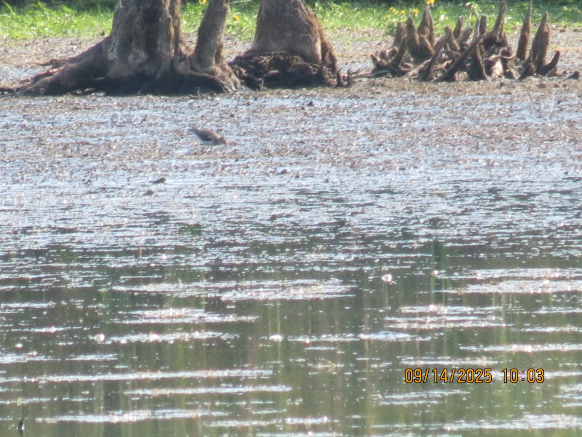 Solitary Sandpiper - ML641981829