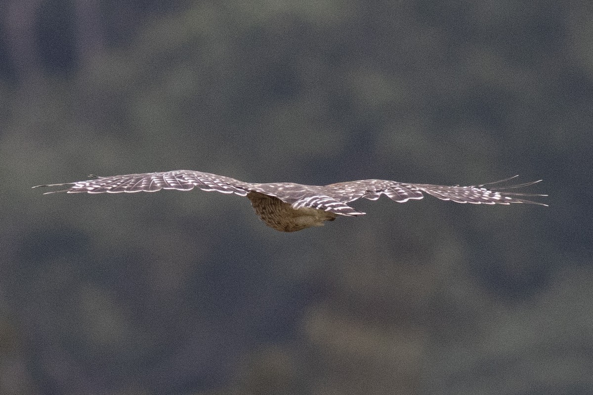 Red-shouldered Hawk - ML641981830